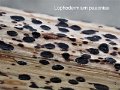 Lophodermium paeoniae-amf2072